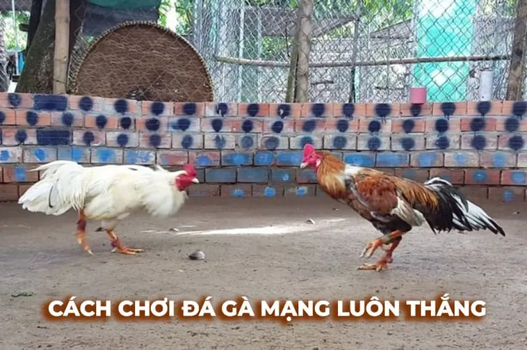 Cách Chơi Đá Gà Sabong Tại ClubV Đỉnh Cao Giải Trí Trực Tuyến 2025 2 Cách Chơi Đá Gà Sabong Tại ClubV Đỉnh Cao Giải Trí Trực Tuyến 2025